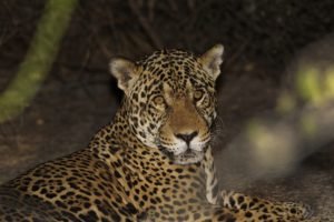 Paulo de Boer, jaguar