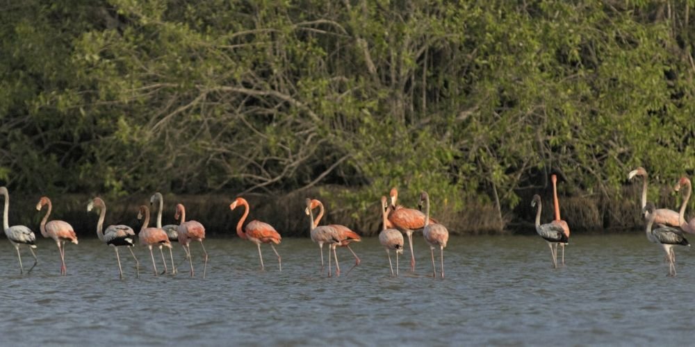 Flamingos birds- vogels Suriname